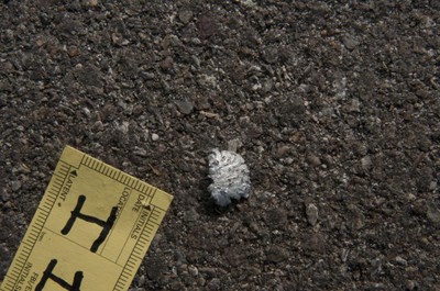2011 Tucson Shooting Evidence Collected - Photograph 338