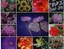 Steganography Picture - Picture with several types of flowers, used by Richard Murphy to communicate with SVR center